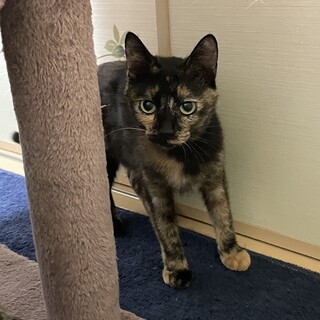 寂しがりや　小柄な美人サビ柄　1歳メス