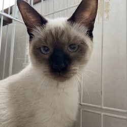 明石　一粒万倍日　猫の譲渡会