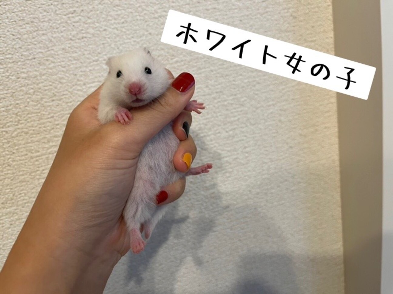 ハムスター 赤ちゃん ホワイト 埼玉県 小動物の里親募集 ペットのおうち 月間利用者150万人