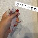 ハムスター　赤ちゃん　ホワイト