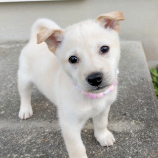 懐っこい3姉妹♡そらちゃん　1ヶ月半