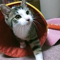 募集停止。人懐っこくて遊び好き、元気なキジ白です