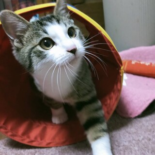 募集停止。人懐っこくて遊び好き、元気なキジ白です