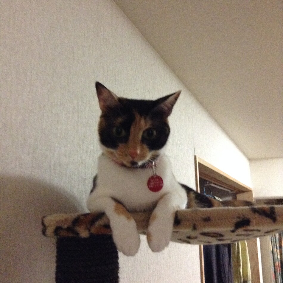 ななこのカバー写真