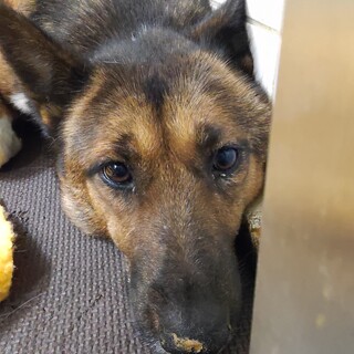 譲渡されました。