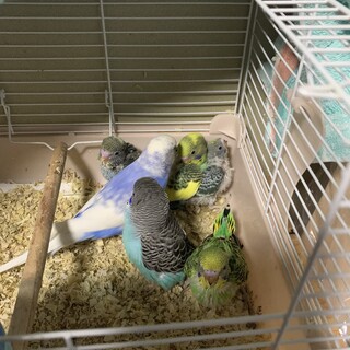 セキセイインコ里親募集