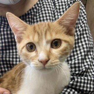 里親様を募集中です