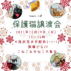 teamしっぽ譲渡会