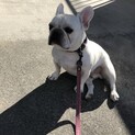 フレンチブルドッグ  