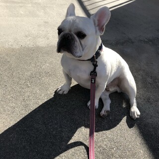 フレンチブルドッグ  