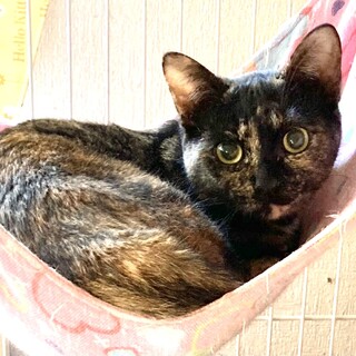 綺麗なサビ柄のマヤちゃん