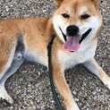 芝犬