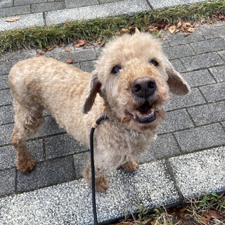 なでなでを所望する！Capriciosso 