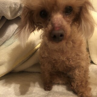 グラコロちゃん