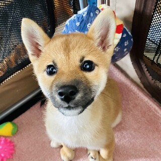 見ているだけで笑顔満開❤︎ふうりんちゃん