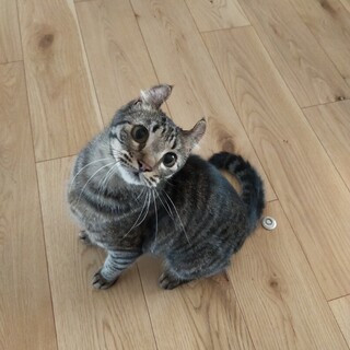 アメリカンカール　女の子　あずきちゃん