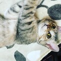 目が合うだけでゴロゴロ♪女子力高めの珊瑚ちゃん！