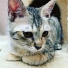 目が合うだけでゴロゴロ♪女子力高めの珊瑚ちゃん！ サムネイル3