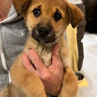 チビ組 ゆのちゃん 里親 兵庫県 犬の里親募集 ペットのおうち 月間利用者150万人 チビ組 ゆのちゃん 里親 兵庫県 犬の里親募集 ペットのおうち 月間利用者150万人