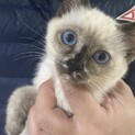素敵な里親さんがみつかりました☆ひめちゃん