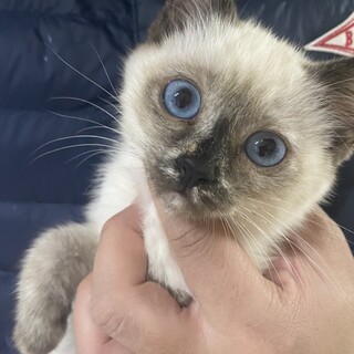 素敵な里親さんがみつかりました☆ひめちゃん