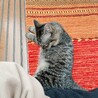 お迎え初日。ちゅーるをあげたらすぐに警戒がとけました