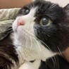 ごまみつおもち