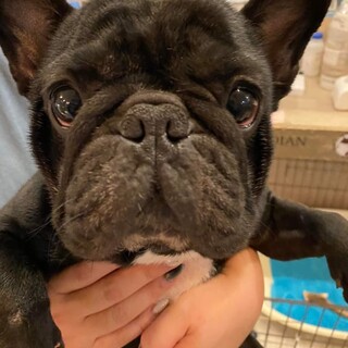 フレブル♬きくちゃん♪里親絶賛募集中！