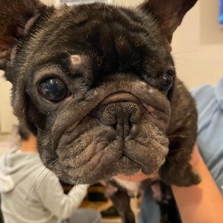 フレブル♬みちこちゃん♪里親絶賛募集中！