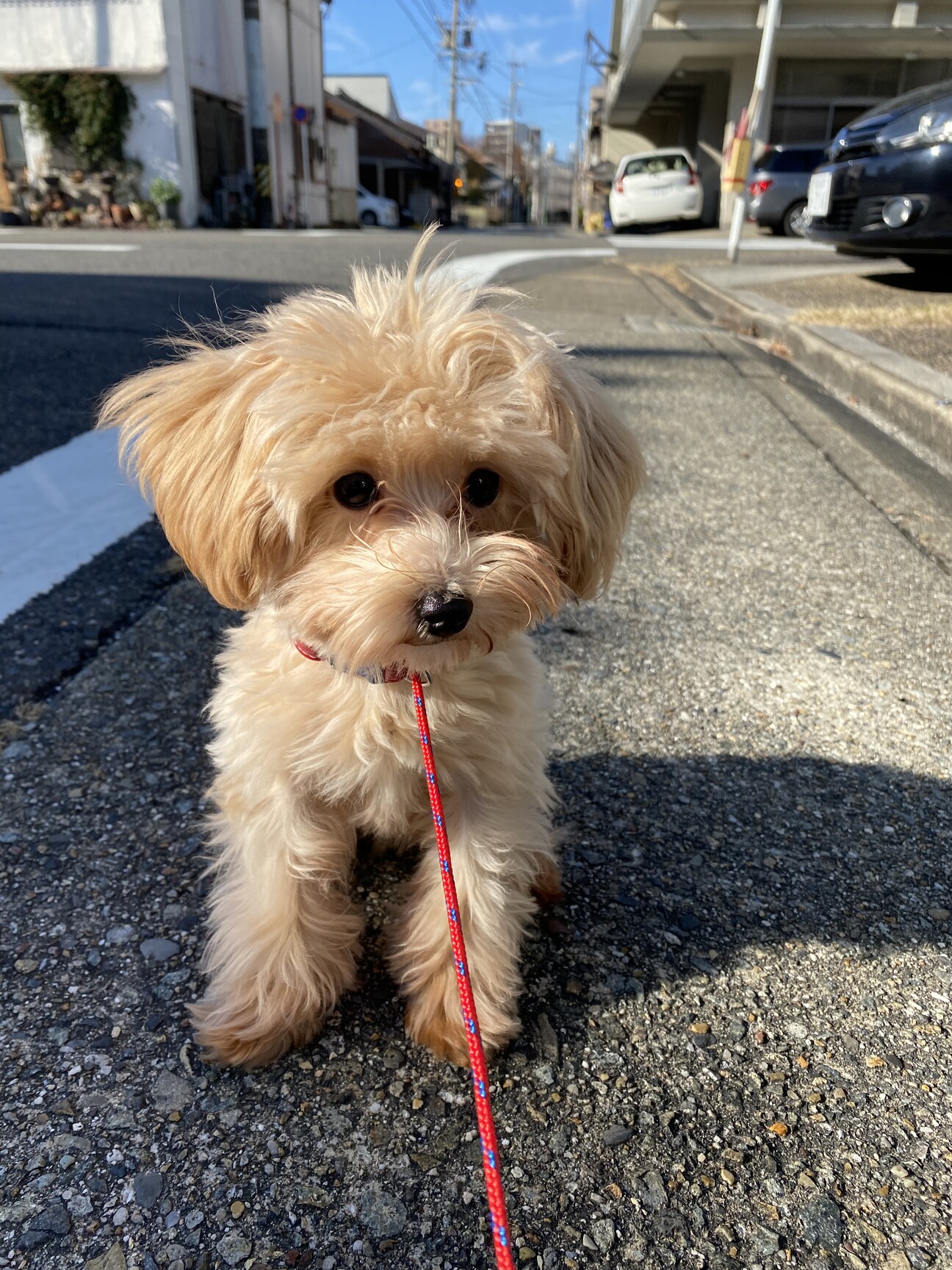 無邪気でとっても可愛い５ 愛知県 犬の里親募集 ペットのおうち 月間利用者150万人