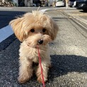 無邪気でとっても可愛い５ヶ月のマルプー、アル君
