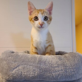 【募集停止中】茶トラ4兄弟☆よいち