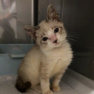 お膝が大好き！ブルーアイ男の子