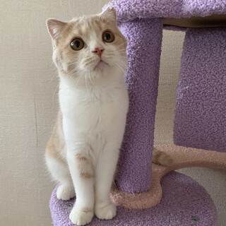 【12/19譲渡会】ブルマちゃん