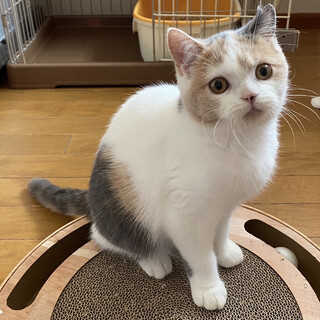 【12/19譲渡会】モロハちゃん