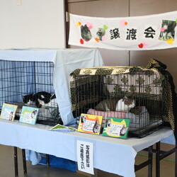 第１８回　保護猫譲渡会in山口県 サムネイル3