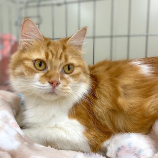 甘えん坊のストーカー長毛☆チャコちゃん