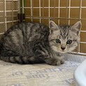 もふもふ可愛い☆ボブくん