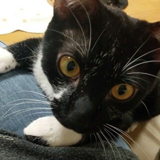 人慣れ抜群!膝乗りゴロゴロ　黒白　むつきくん