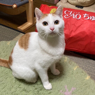 【12/19譲渡会】かえでくん