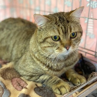 肉まんじゃないよ！僕のほっぺだよ☆ぼちゅくん