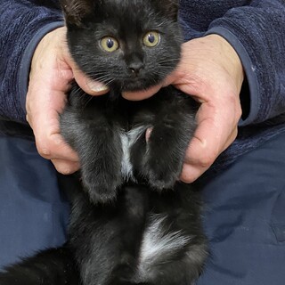 生後2ヶ月元気な兄弟ツキノワグマみたいなクロちゃん