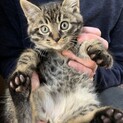 生後2ヶ月元気な兄弟!トラネコのサバちゃん!
