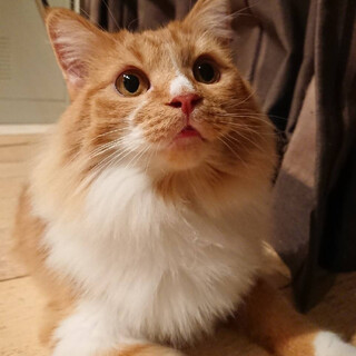 ツンデレ猫のザビちゃん　ノルmix