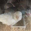 アルミノちゃんかわいい