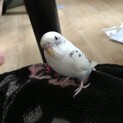 おしゃべりするインコ