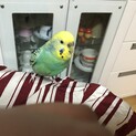 人懐っこいセキセイインコちゃん