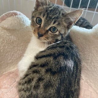 キジ白ピエロ♂1.3kg