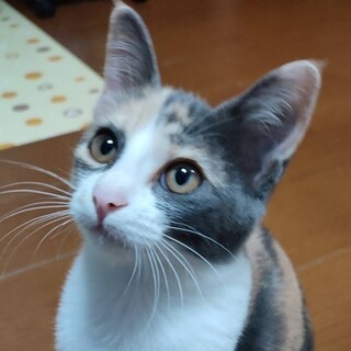 珍しいパステルミケちゃん