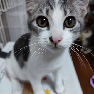 アメショミックスっぽいキジ白くん